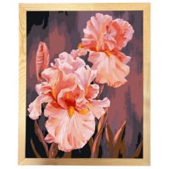 Картина по номерам с багетной рамкой "Розовые ирисы" 40х50 см