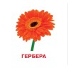 Набор карт (мини): Цветы, 18 карт (укр)