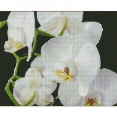 Алмазная мозаика "Белые орхидеи" 30х40 см