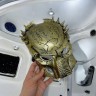 Маска Хижак Predator золото