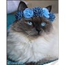 Алмазная мозаика "Котик в голубом веночке", 30х40 см