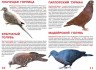 Книга "Велика книга. Голуби" (рус)