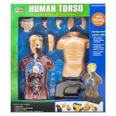 Набор с человеческим телом Human Torso, в разрезе