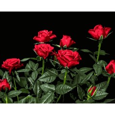 Набір для розпису по номерах Яскраві червоні троянди Strateg на чорному фоні розміром 40х50 см (AH1051)