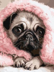 Картина по номерам – Закутанный мопс 30х40 см.