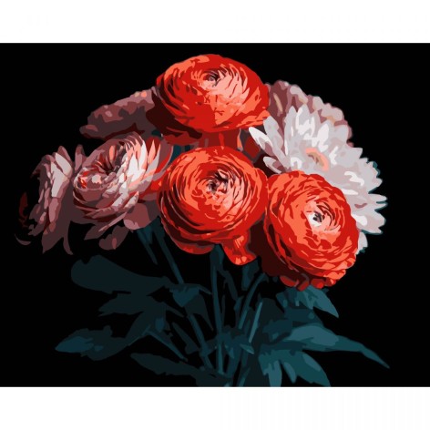 Картина по номерам на черном фоне "Красные ранункулюсы" 40х50 см