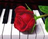 Картина по номерам + Алмазная мозаика "Роза на пианино" ★★★★
