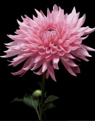 Картина по номерам Strateg Розовая георгина на черном фоне 40Х50 (AH1264)