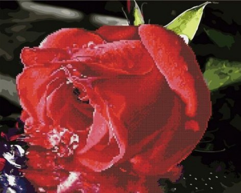 Картина за номерами + Алмазна мозаїка "Червона троянда" ????