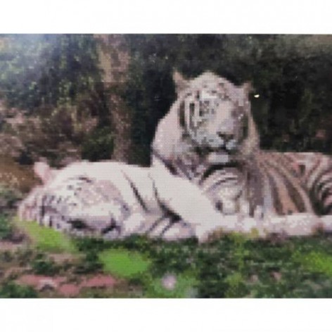 Алмазная мозаика "Отдых белых тигров"