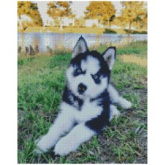 Алмазная мозаика "Хаски"