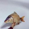 Игрушка мягконабивная "Рыба - Карась золотой", 70 см