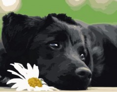 Картина по номерам "Чёрный щеночек" ★★★
