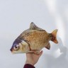 Игрушка мягконабивная "Рыба - Карась золотой", 50 см