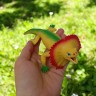 Антистресс тянучка "Ящерица желтая", 35 см