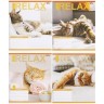 Тетрадь ЦВЕТНАЯ на 18 листов КЛЕТКА "RELAX CATʼS" (20 ШТ)