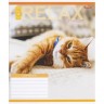 Тетрадь ЦВЕТНАЯ на 18 листов КЛЕТКА "RELAX CATʼS" (20 ШТ)